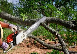 La Follette, TN Tree Removal Company
