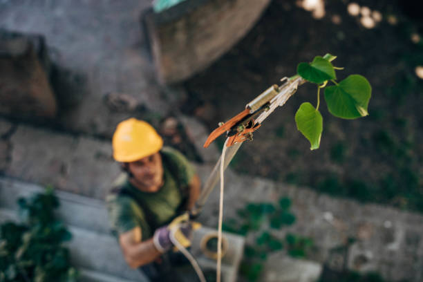 Best Tree and Shrub Care  in La Follette, TN