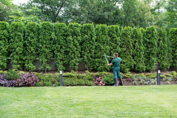 Best Organic Lawn Care Solutions  in La Follette, TN