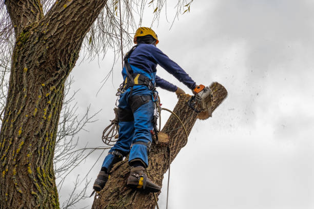 Best Arborist Consultation Services  in La Follette, TN