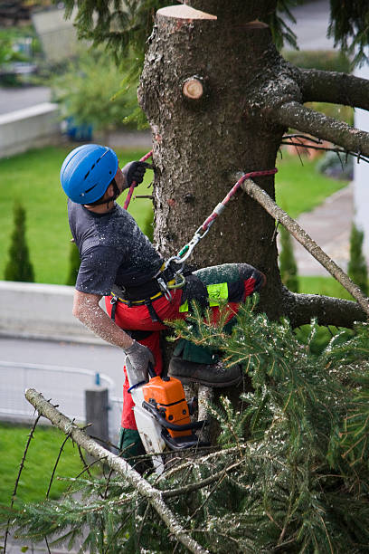  La Follette, TN Tree Removal Pros