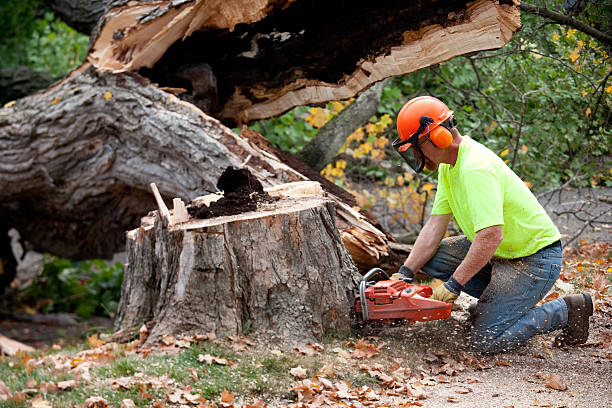 Best Tree Risk Assessment  in La Follette, TN