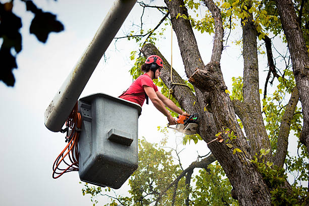 Best Fruit Tree Pruning  in La Follette, TN