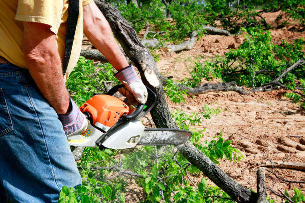 Best Pest Control for Lawns  in La Follette, TN
