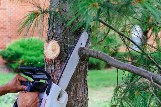 Best Tree Cabling and Bracing  in La Follette, TN